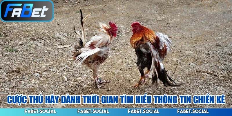 Cược thủ hãy dành thời gian tìm hiểu thông tin chiến kê