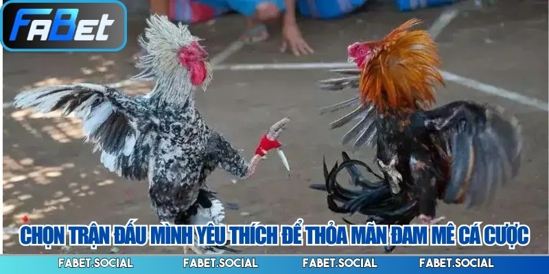 Chọn trận đấu mình yêu thích để thỏa mãn đam mê cá cược